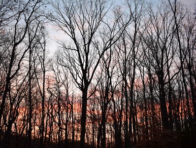 Trees january colorful
