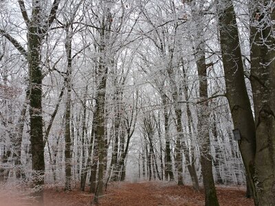 Cold undergrowth nature