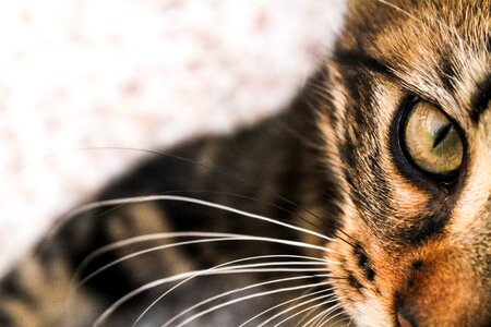Cat eyes look œil