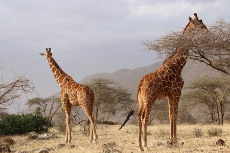 Giraffes africa nature
