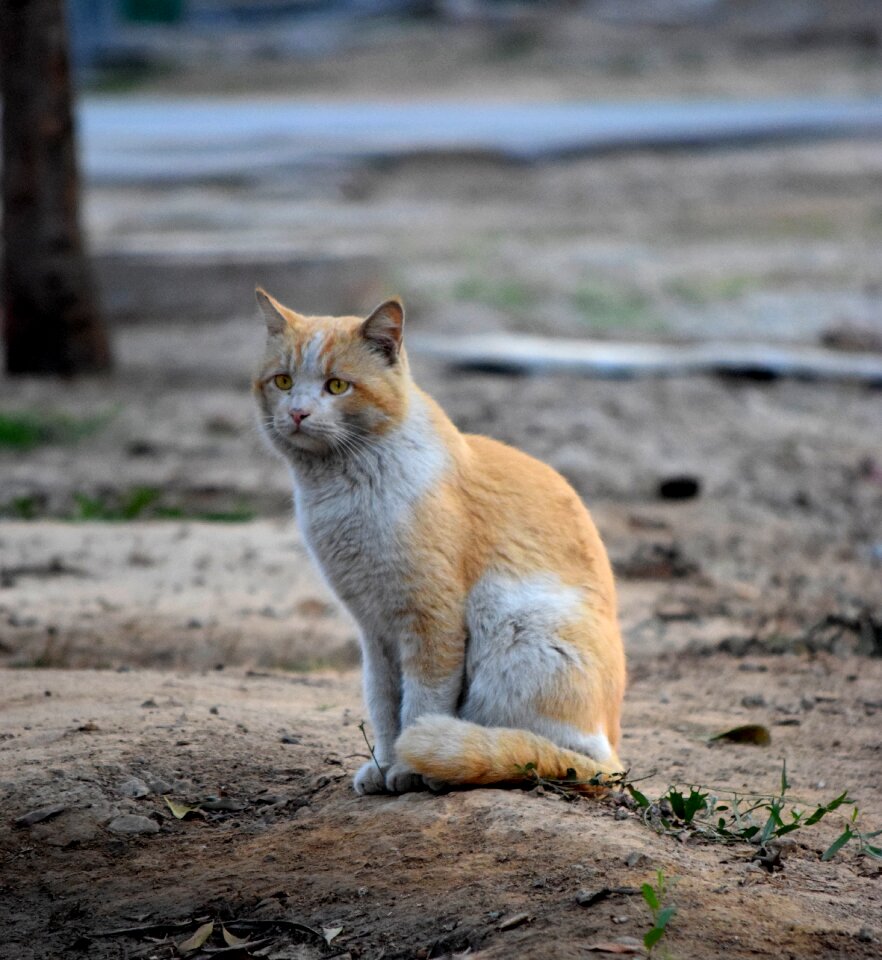 Pet nature wild