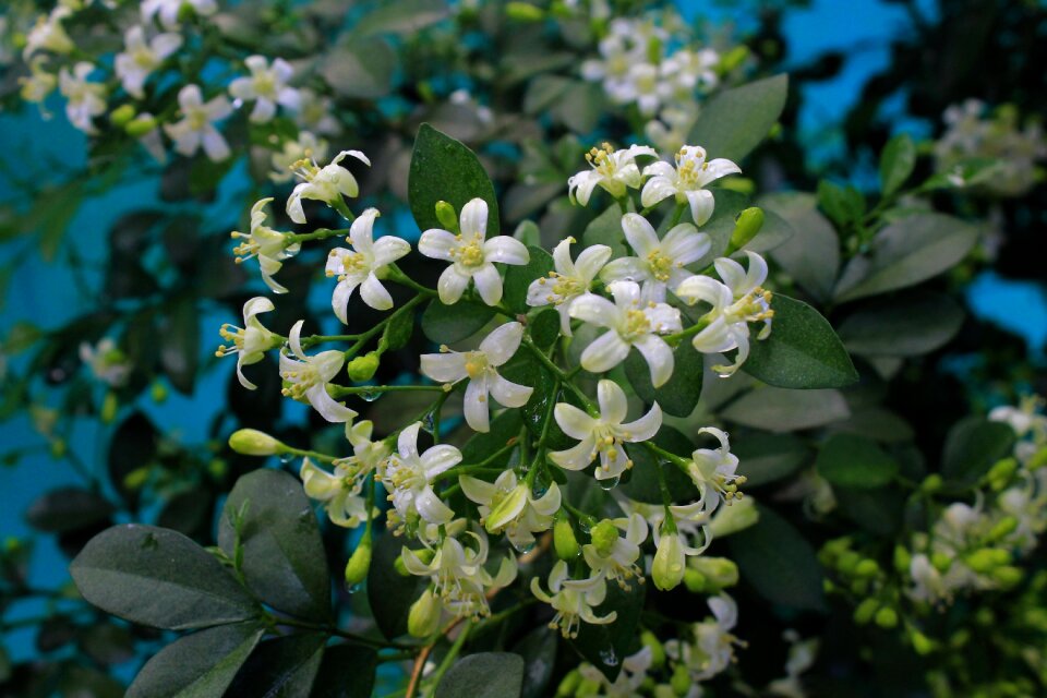 Aromatherapy aromatic