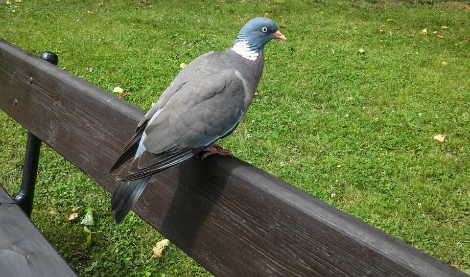 Animal wing pigeon photo