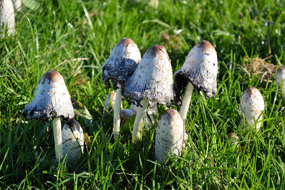 Toadstool nature field