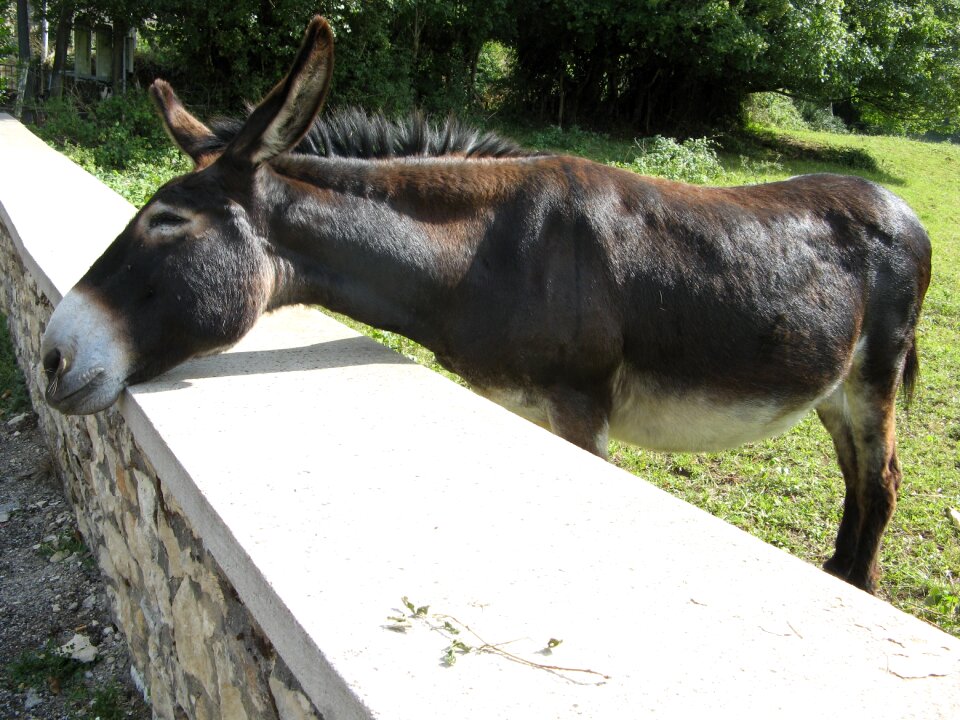 Donkey turenne france