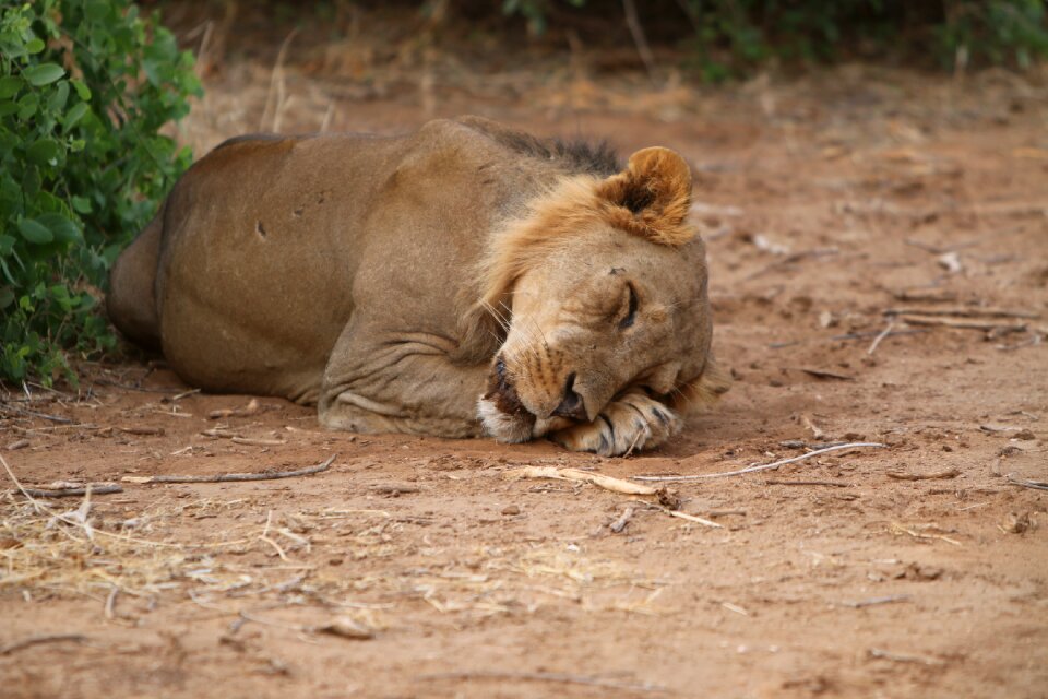 Dream africa nature