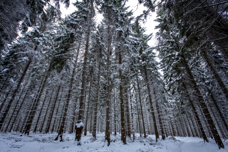 Wintry winter winter magic