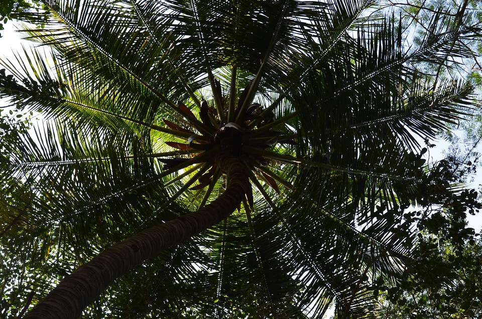 Plant india sunshade