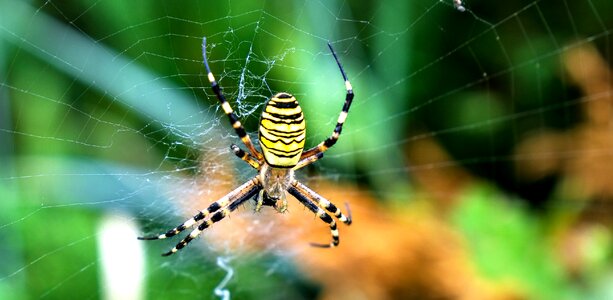 Spider wasp spider macro photo