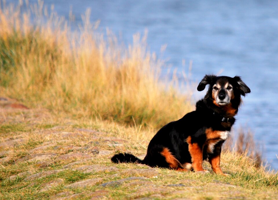Pet beach cuxhaven