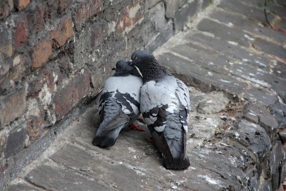 Valentine's day romantic falling in love