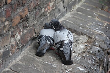 Valentine's day romantic falling in love