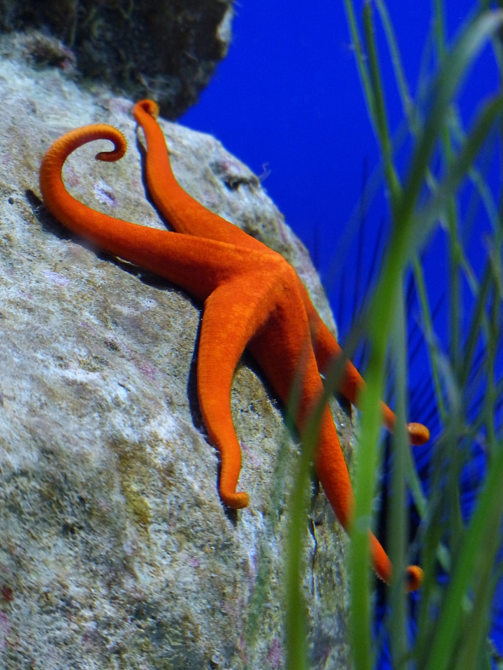 Red starfish leiaster speciosus splendor starfish