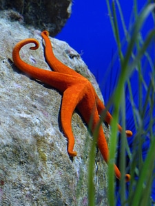 Red starfish leiaster speciosus splendor starfish photo