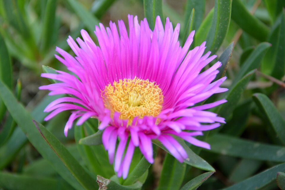 Nature floral spring