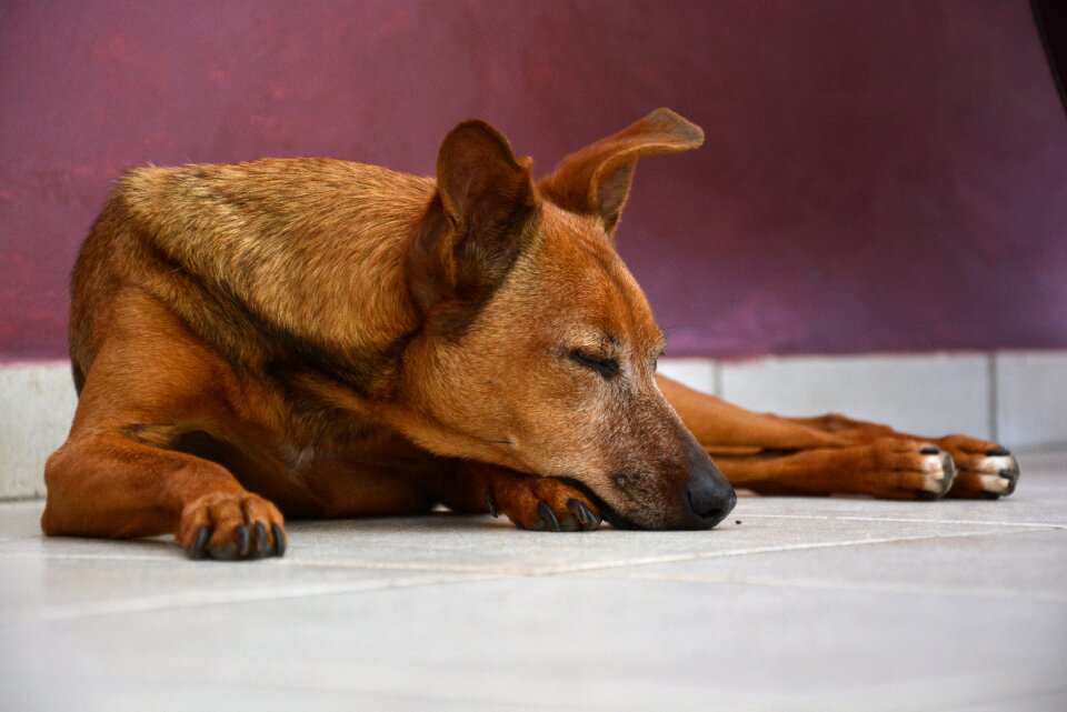 Sleeping laying