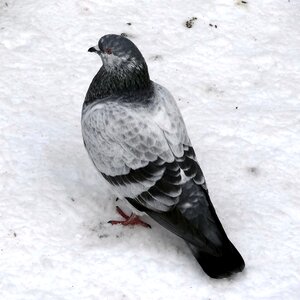 Winter snow plumage photo