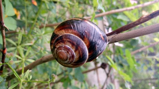 Snail zalenina nature