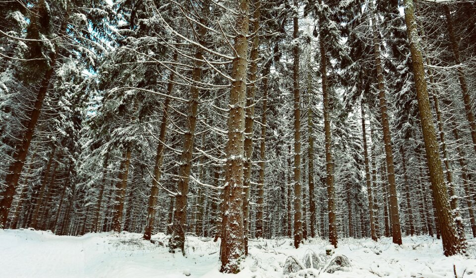 Wintry winter bushes snowy photo