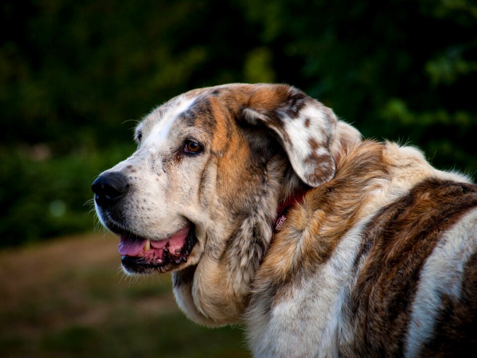 Animal portrait pet head