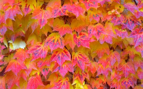 Autumn leaves foliage nature