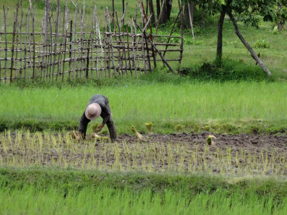 Field rice cambodia