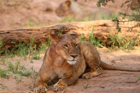 Lioness africa nature photo