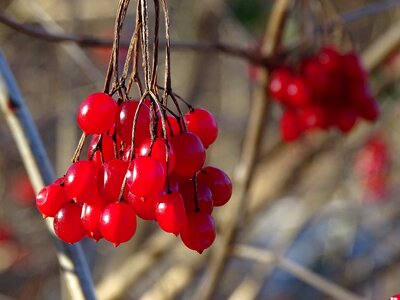 Nature berry red plant photo