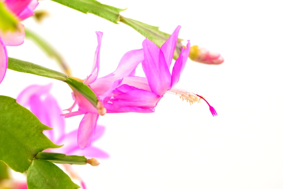 Blooming christmas cactus pink flowers