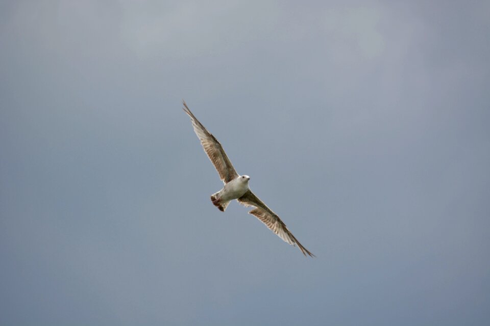 Bird flight sky in flight