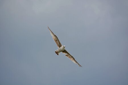 Bird flight sky in flight