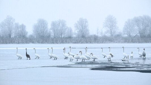 Lake swans frozen