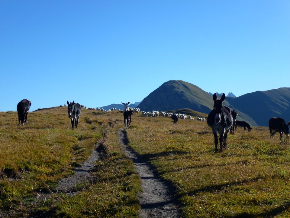 Mountains blue animals
