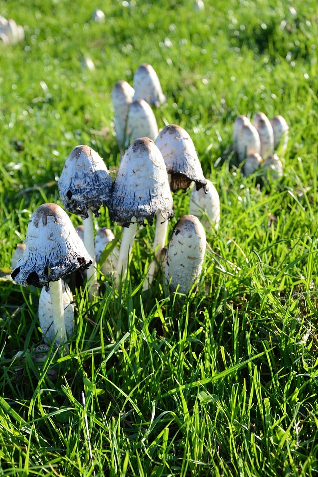 Toadstool nature field