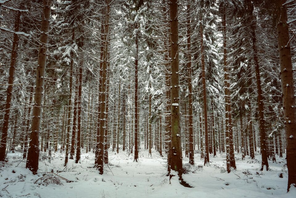 Winter forest cold wintry