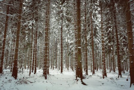 Winter forest cold wintry photo