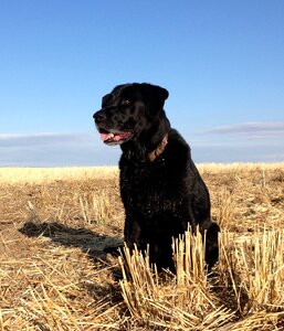 Bird purebred canine