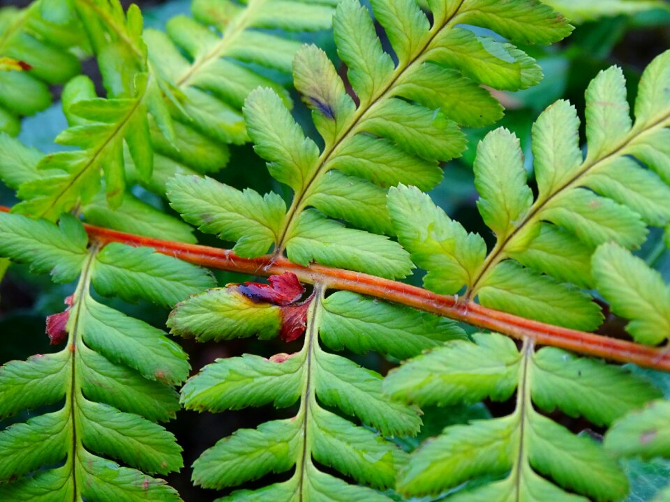 Plant nature leaf