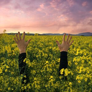 Reach out celebrate canola fields