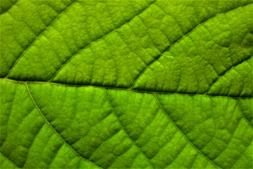 Leaf green structure