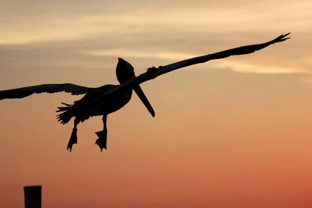 Flying florida sunset photo
