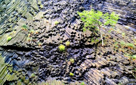 Igneous rock plants life