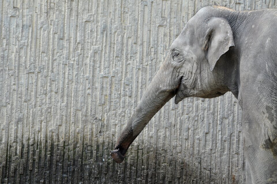 Animal large mammal proboscis