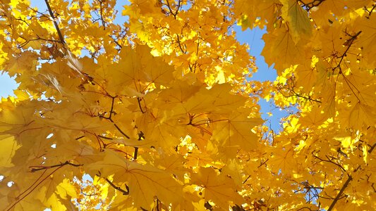 Golden autumn yellow leaves nature