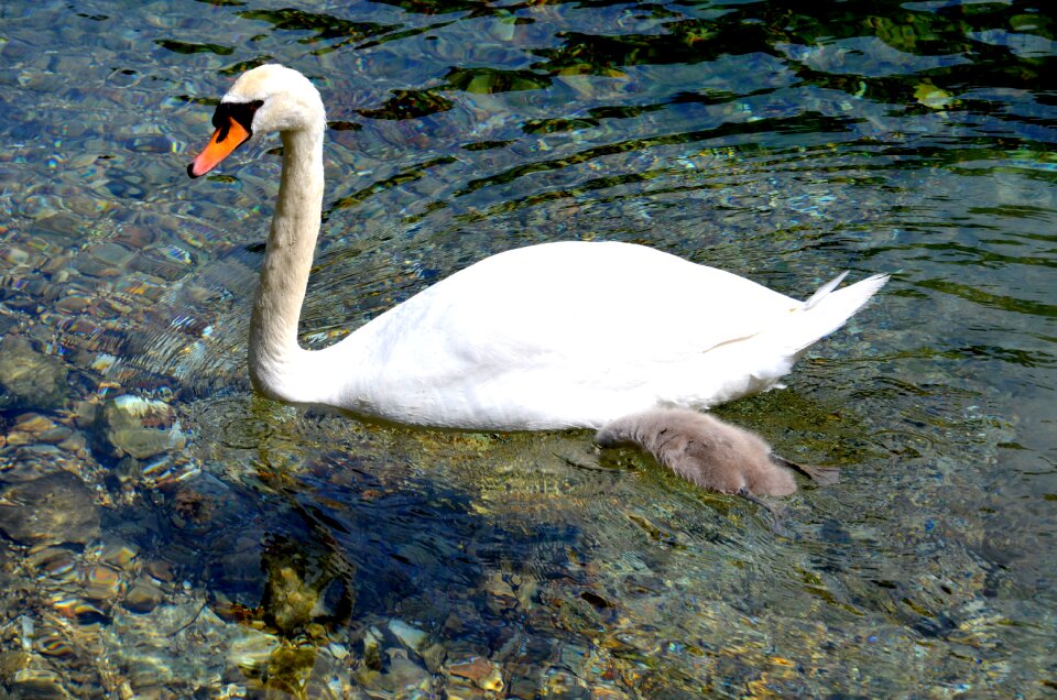 Animal bird water bird