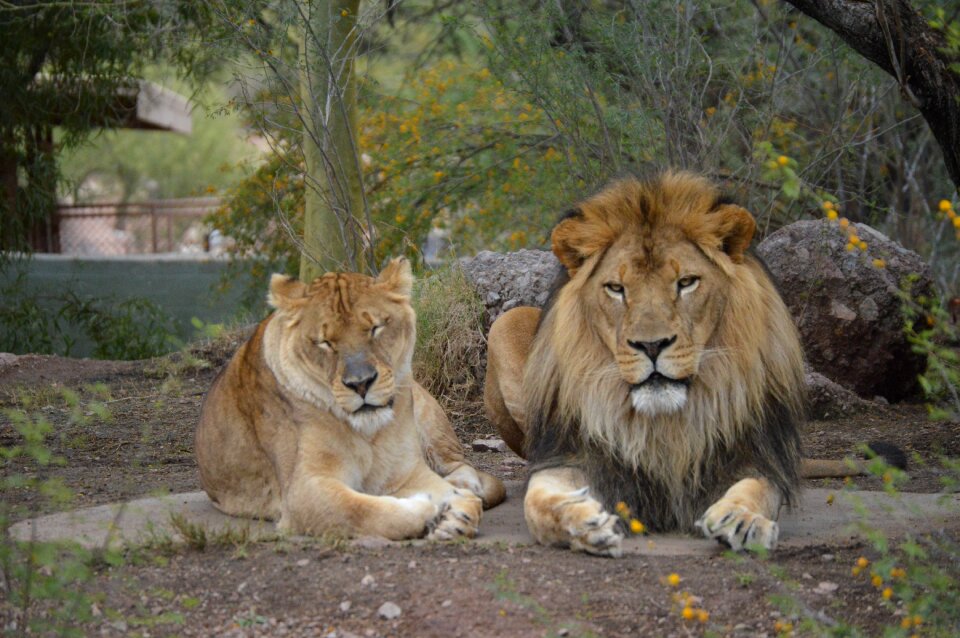 Wildlife nature zoo