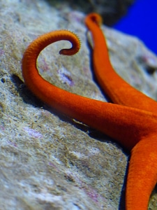 Leiaster speciosus splendor starfish meeresbewohner photo