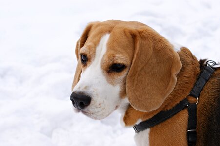 Beagle winter snow
