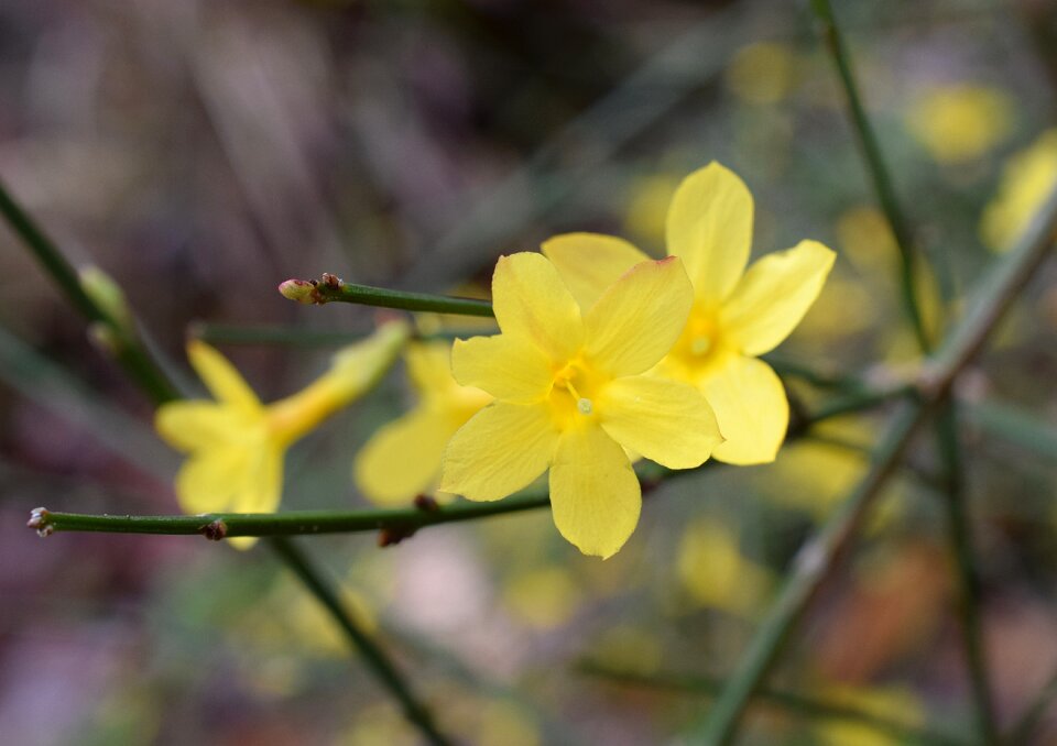 Blossom bloom plant