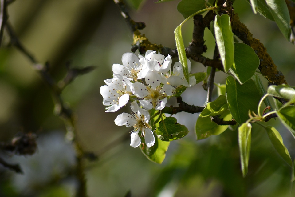 Pink pyrus close-up